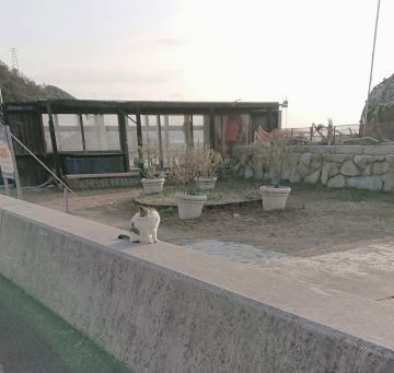男木島の猫