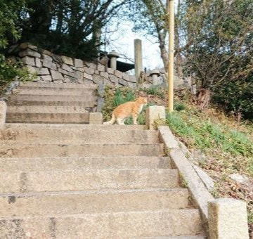 男木島の猫